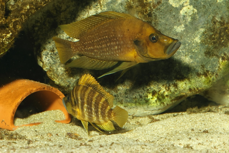 Altolamprologus compressiceps 'Talama'